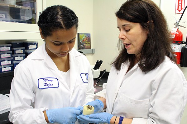 Biology student Winny Rojas-Velez, left, and Assoc. Prof. Jessica Garb observe a bark spider in the lab.