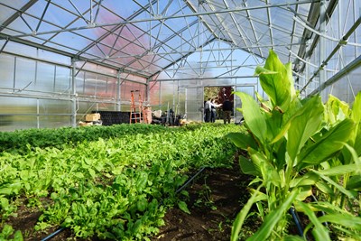 The inside of a greenhouse. UMass Lowell's Office of Sustainability partners with Mill City Grows, a Lowell-based urban food access nonprofit, to develop a robust Urban Agriculture Program.  This new and innovative program and partnership between UMass Lowell and Mill City Grows began in October 2016. It fosters food justice in Lowell by improving physical health, economic independence and environmental sustainability through increased access to land, locally-grown food and education.