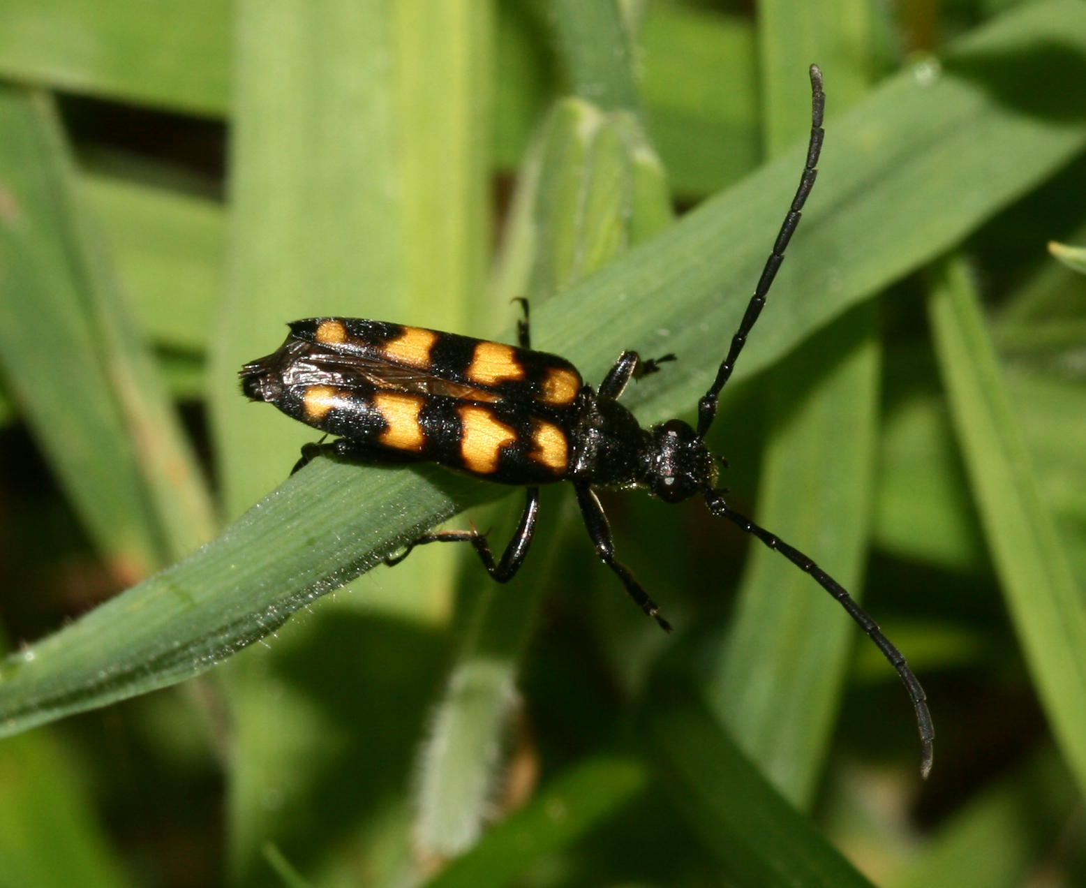 grounds-pollinators-banded-longhorn-beetle