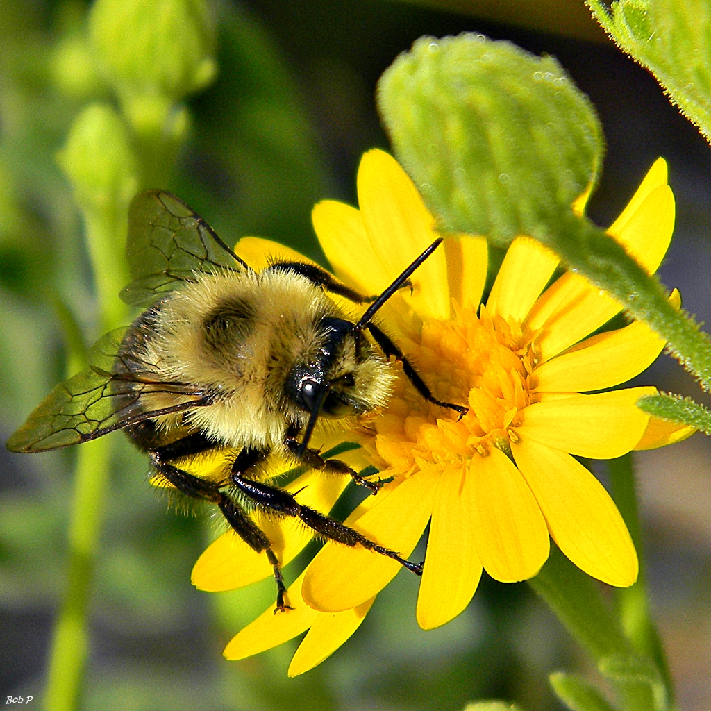 grounds-pollinators-bumblebee