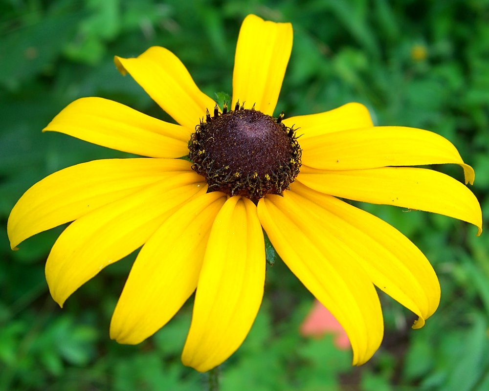 grounds-pollinators-flowers-Black-Eyed_Susan