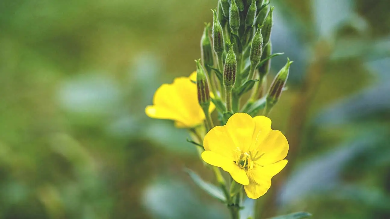 grounds-pollinators-flowers-Evening-Primrose