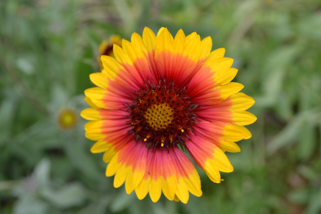 grounds-pollinators-flowers-Fireflower