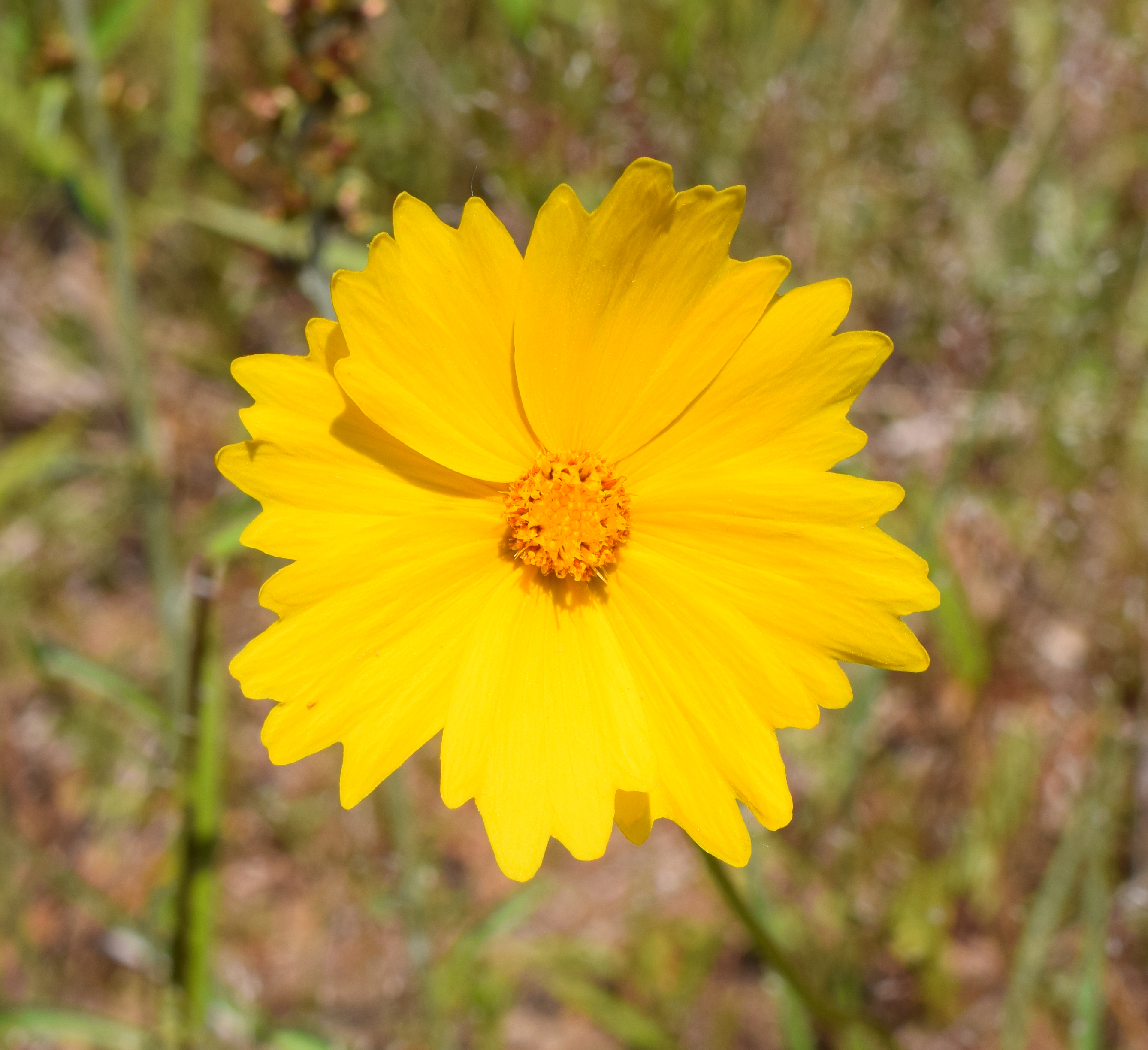 grounds-pollinators-flowers-Lance-Leaved-Coreopsis