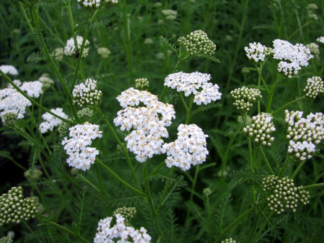 grounds-pollinators-flowers-White-Yarrow