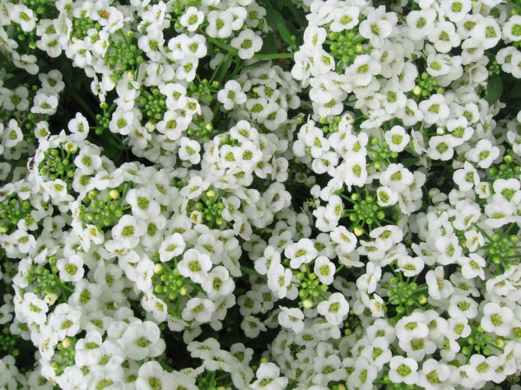 grounds-pollinators-flowers-dwarf-annual-candytuft