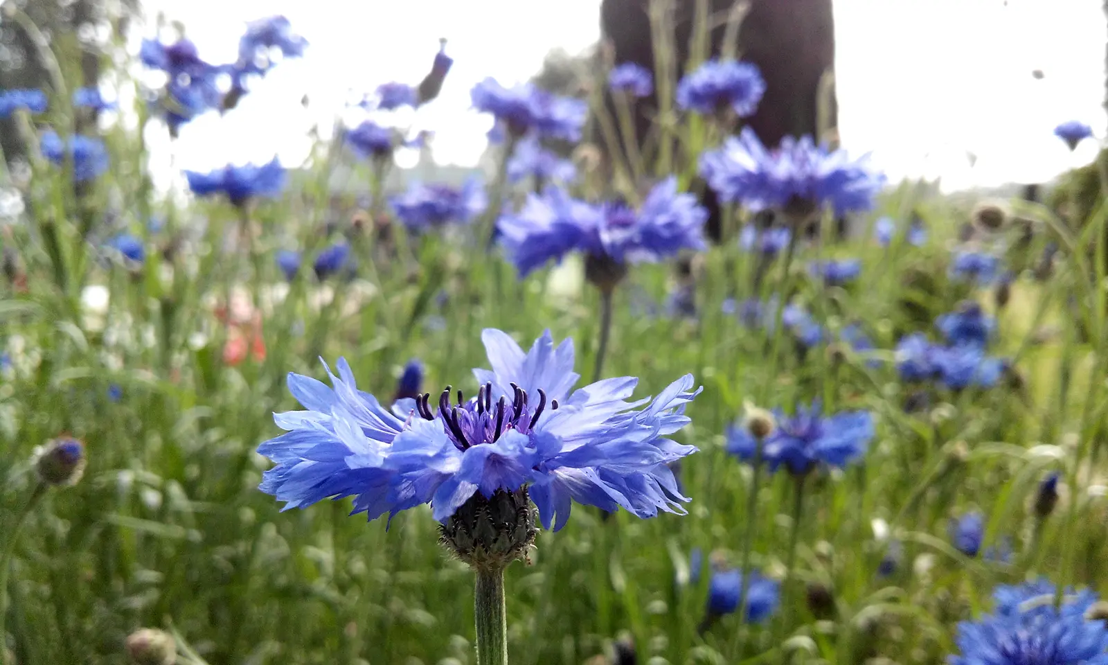 grounds-pollinators-flowers-dwarf-cornflower
