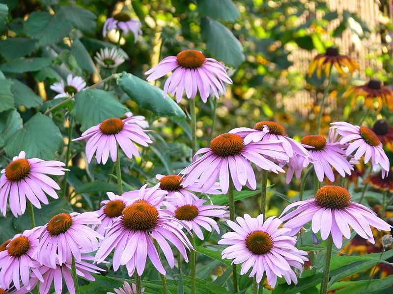 grounds-pollinators-flowers-purple-echinacea