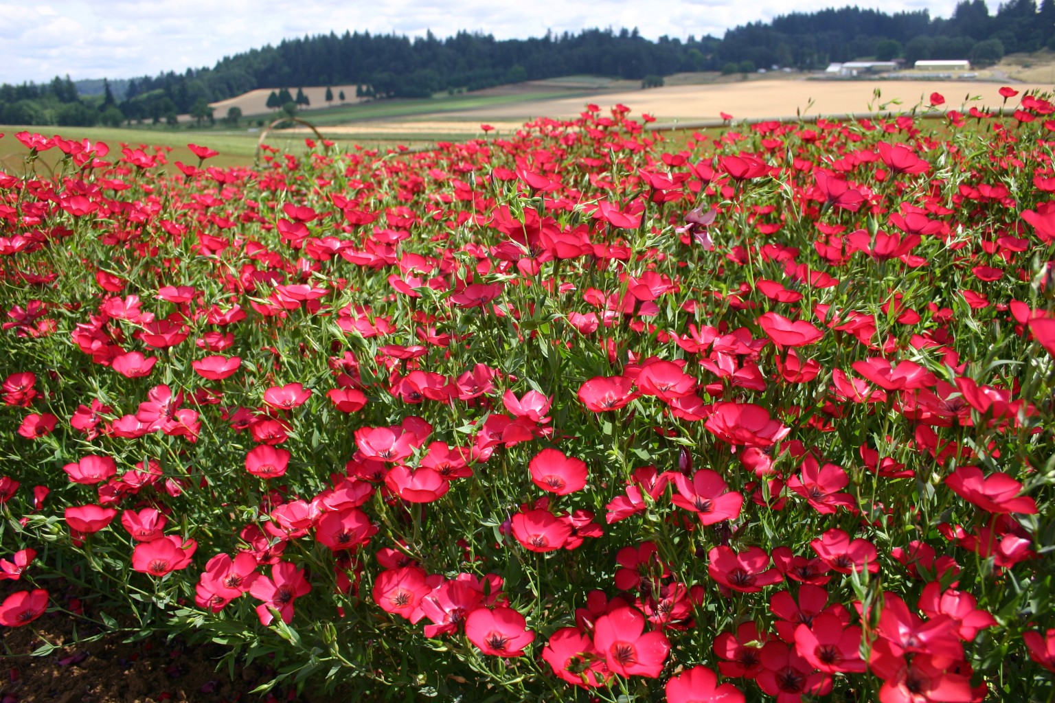 grounds-pollinators-flowers-scarlet-flax