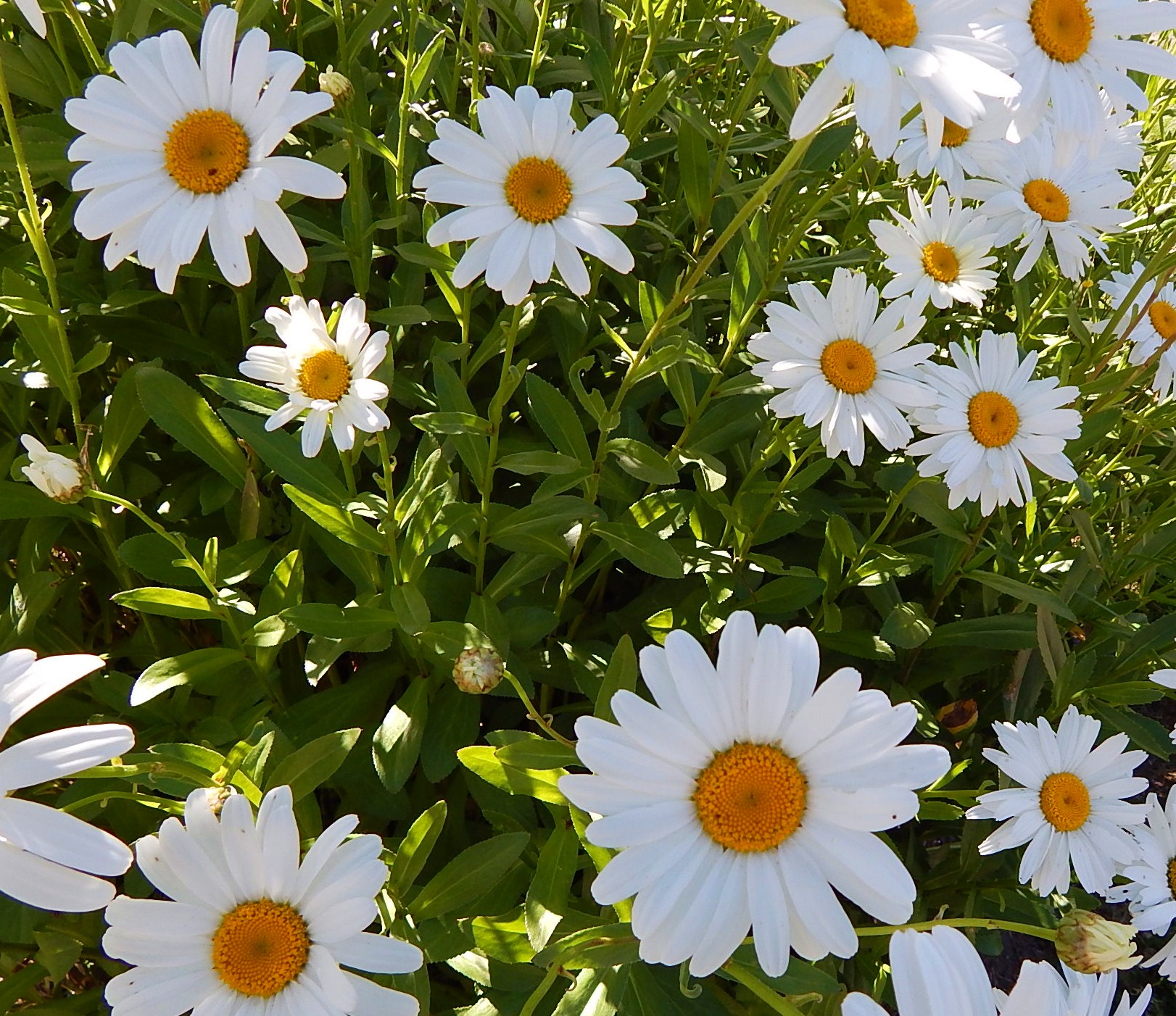 grounds-pollinators-flowers-shasta-daisy 1