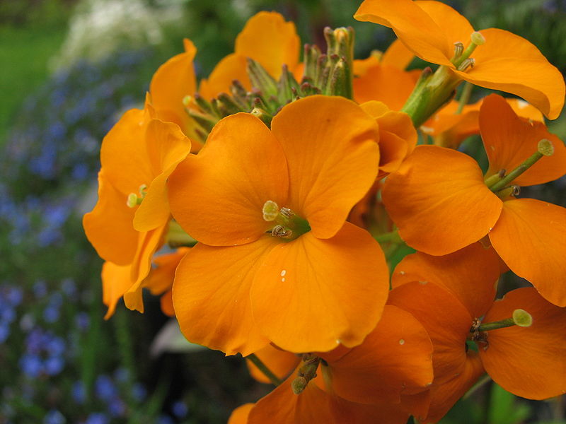grounds-pollinators-flowers-siberian-wallflower
