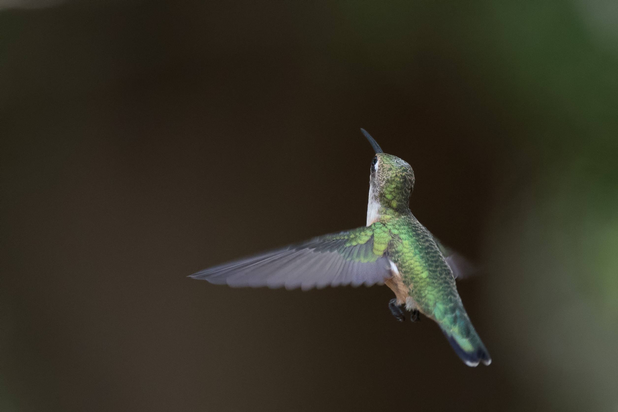 grounds-pollinators-hummingbird