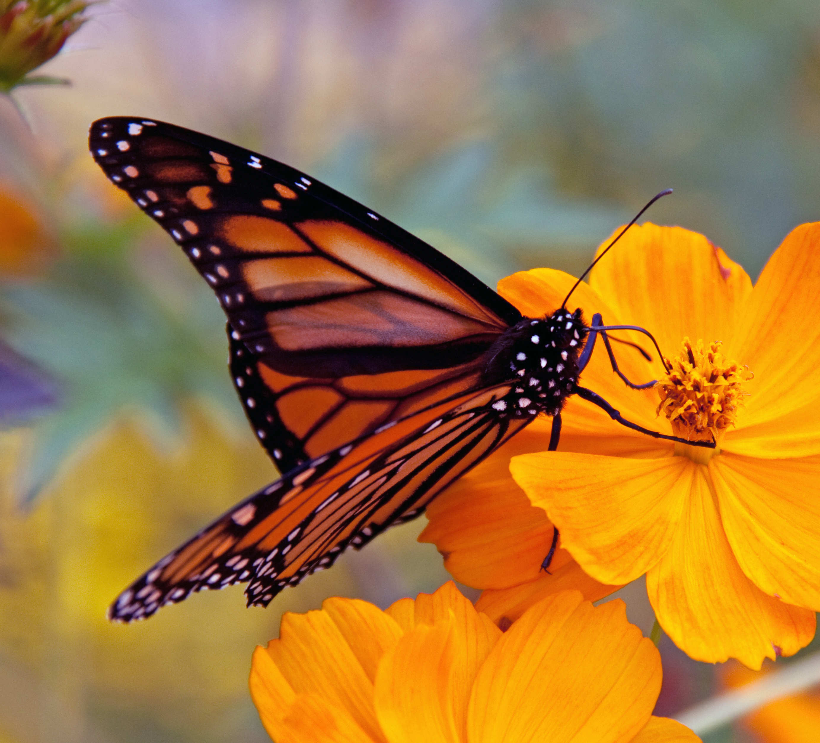 grounds-pollinators-monarch-butterfly