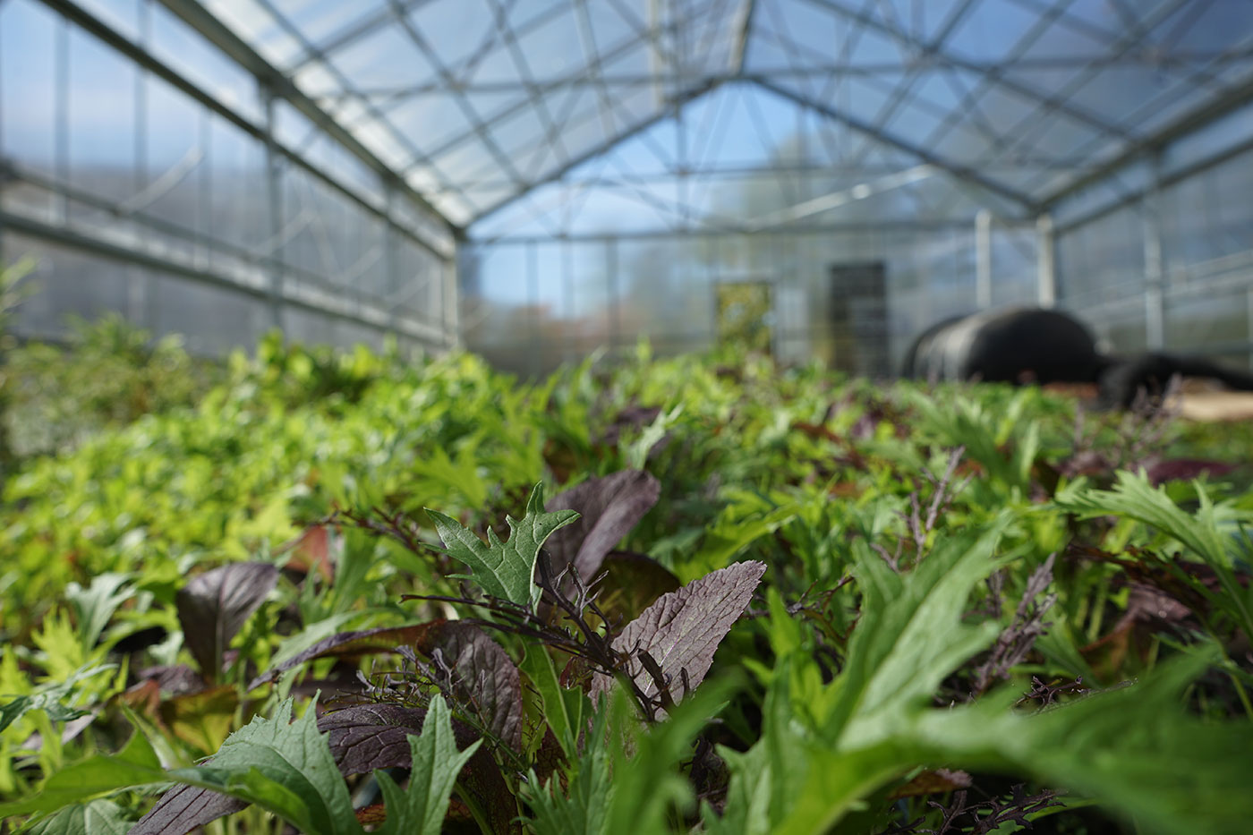 small crops can be seen beginning to grow within a greenhouse.