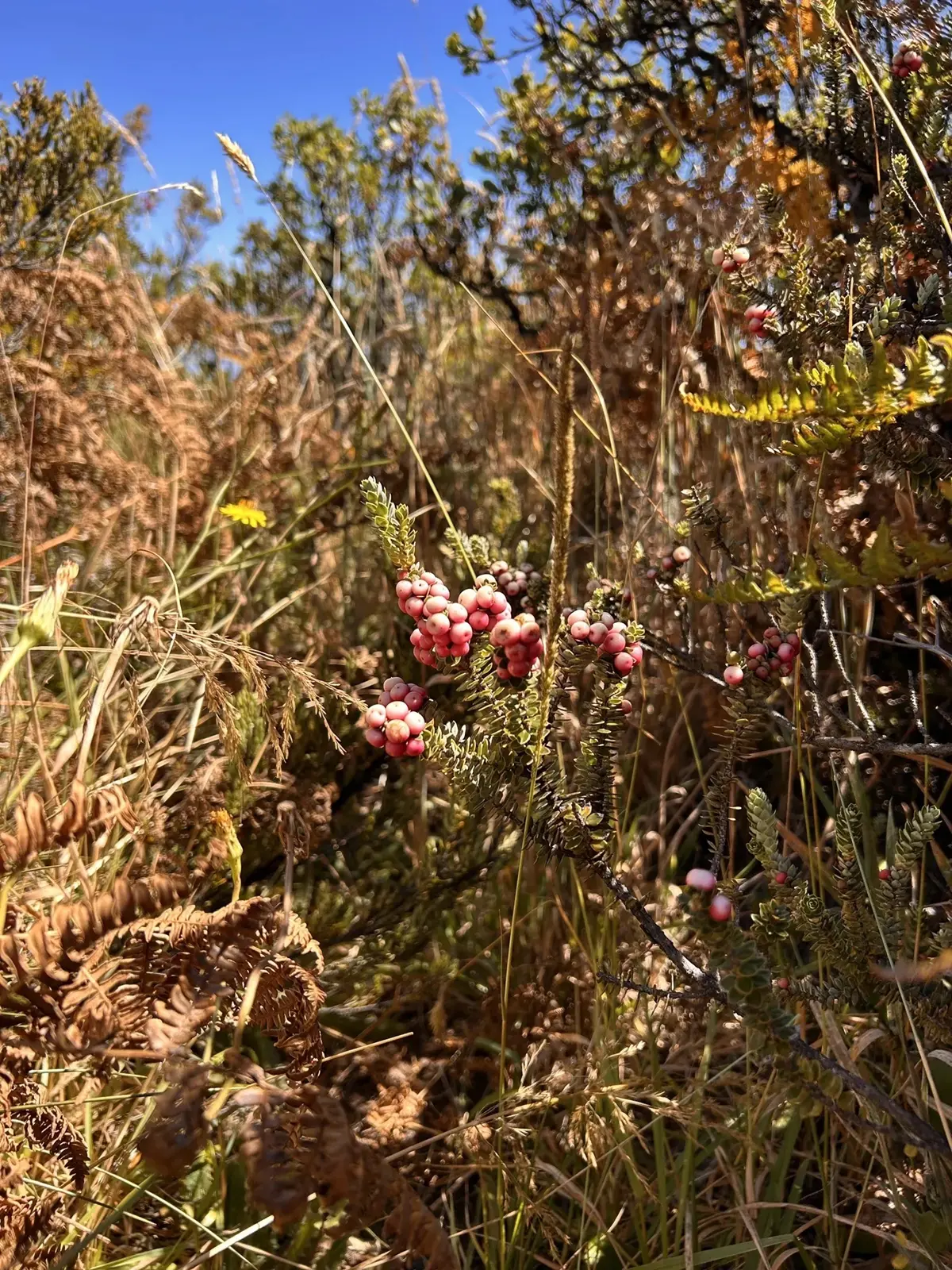 A close-up of small plants including ferns, needles and some berries.
