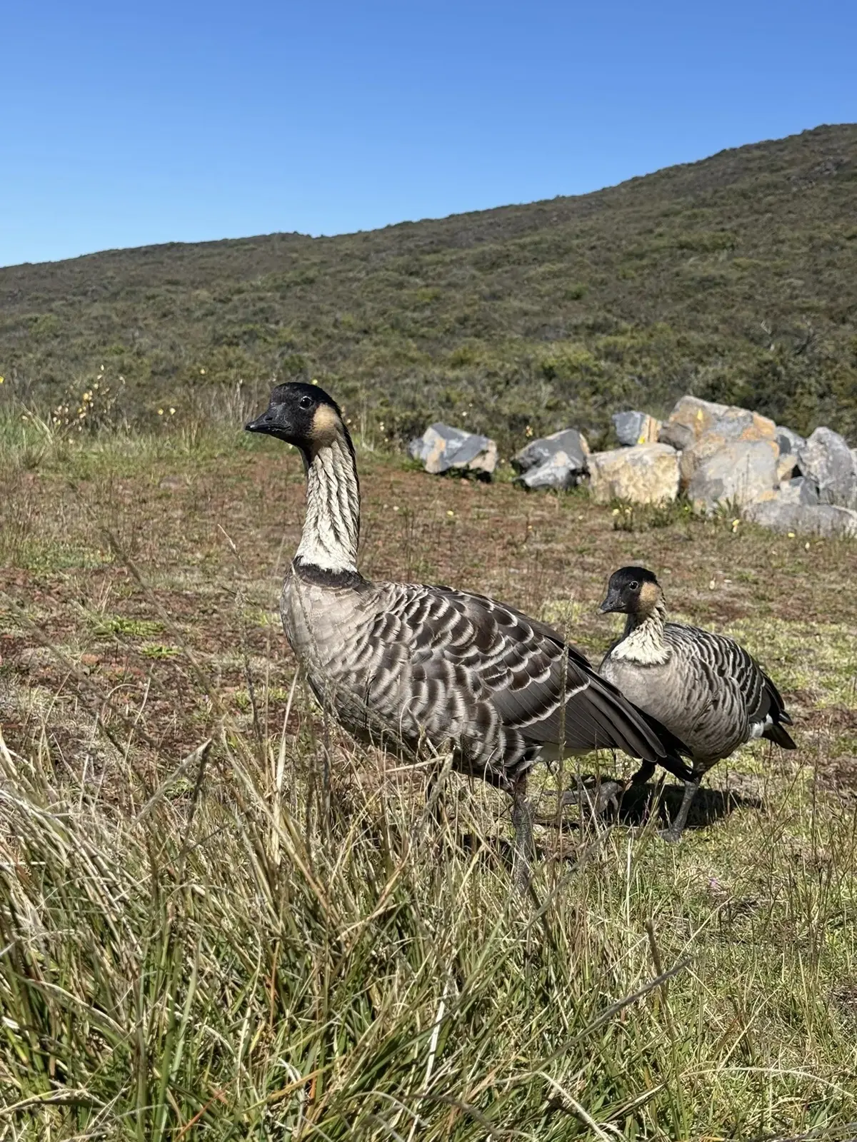 Two striped nene geese approach on grass.