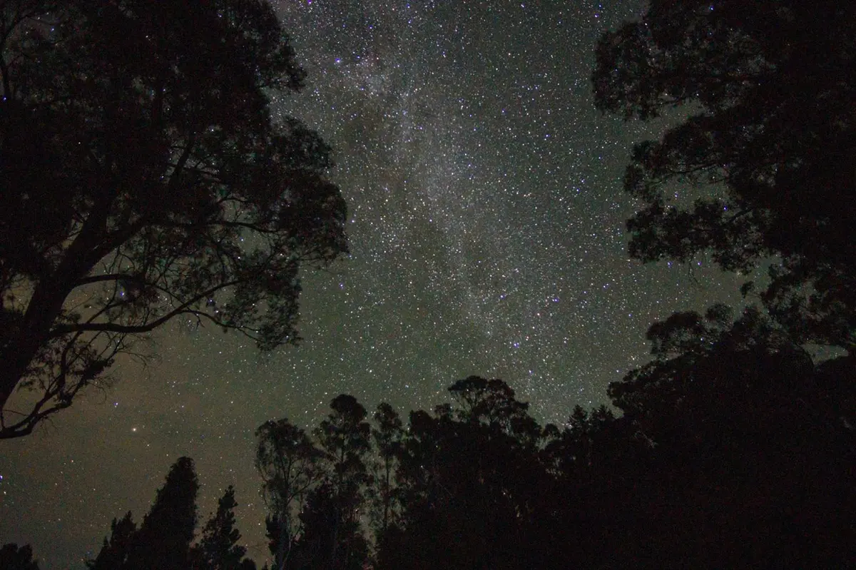 The Milky Way stretches across the sky between silhouetted trees.