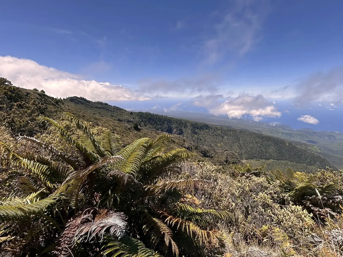 Ferns and other green growth are in the foreground, with a steep incline leading down, with the ocean and clouds beyond. 