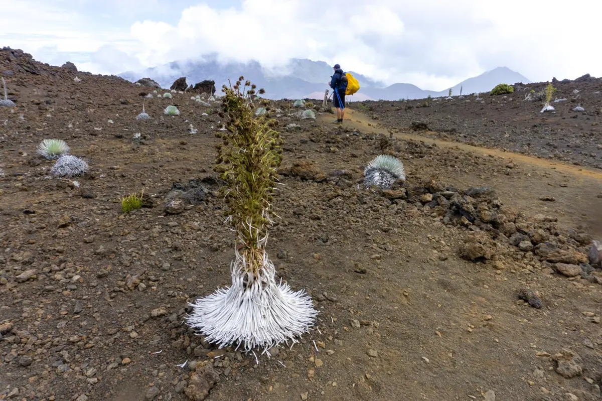 One unusual spiky plant with eye-catching white needles laying out of the bottom like a skirt is surrounded by a moonlike landscape and one person beyond. 