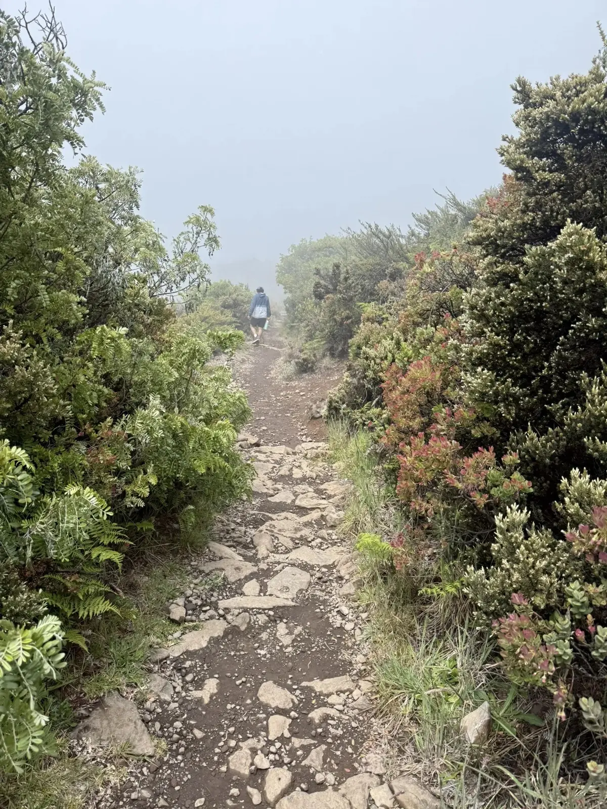 A person walks shrounded in mist on a roky trail surrounded by green plants.