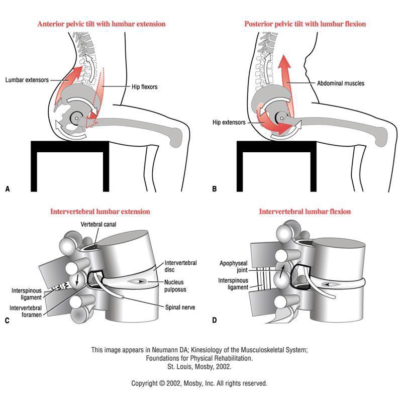 Graphic showing proper hip and spine placement while sitting. This image appears in Neumann DA; Kinesiology of Musculoskeletal System; Foundations of Physical Rehabilitation. St. Louis, Mosby, 2002.