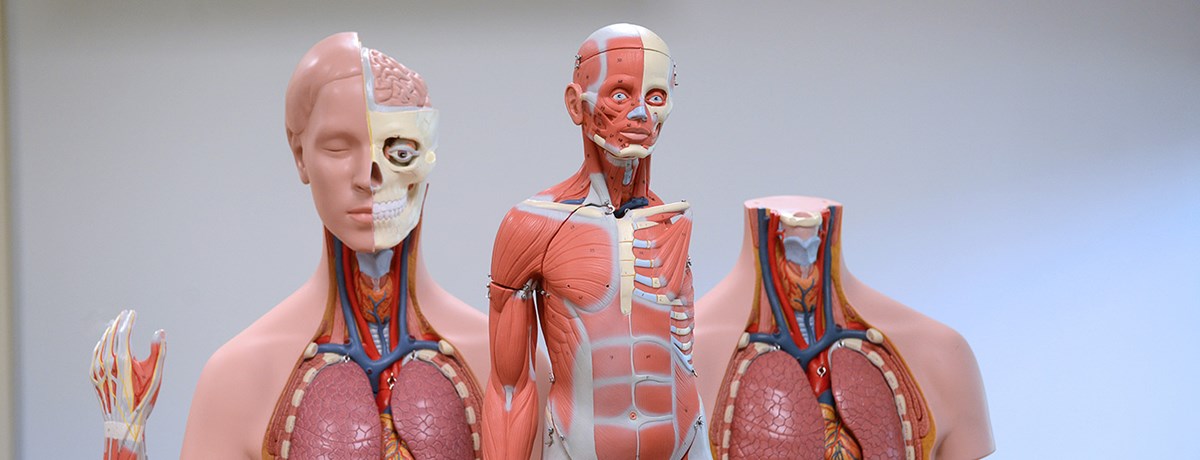 Anatomical models of the human body.