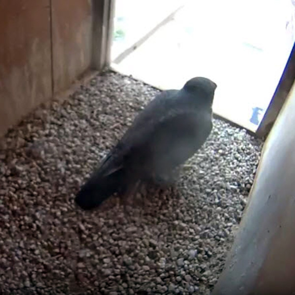 You are watching live video of the university’s resident peregrine falcons - our honorary River Hawks - as they mate, hatch and raise their chicks on top of Fox Hall. The female falcon, Merri, was able to find a new mate after her previous one, Mack, died unexpectedly in June of 2014. 