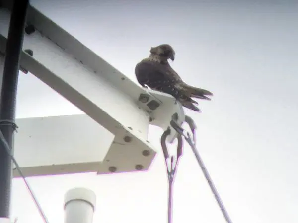 "K2" went to his favorite perch after his release.