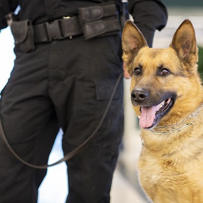 Police German shepherd seated next to his handler
