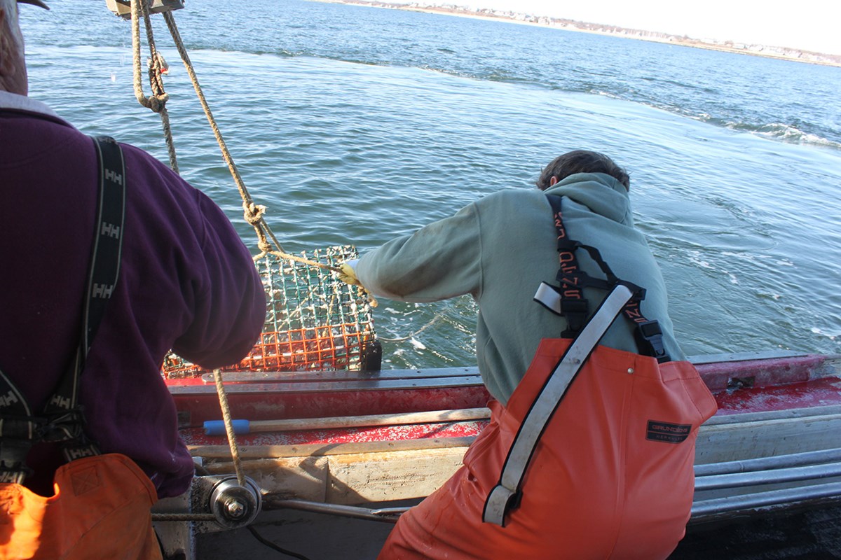 Picture of a lobsterman pulling a trap onto a boat. Lobstermen are exposed to multiple ergonomic risk factors during their normal operations on the water.  One recent study documented that they have a substantial burden of suffering due to musculoskeletal disorders.  A high rate of various acute injuries at multiple body locations was observed, as well as a high prevalence of chronic pain, also at multiple body locations (Fulmer & Buchholz 2002; Fulmer et al 2016, 2017).  