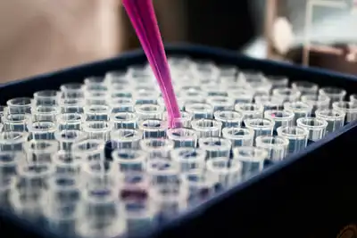 Purple liquid being dropped into pipettes