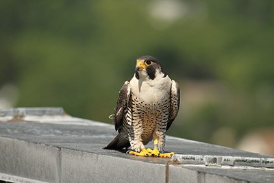 Mack the peregrine falcon