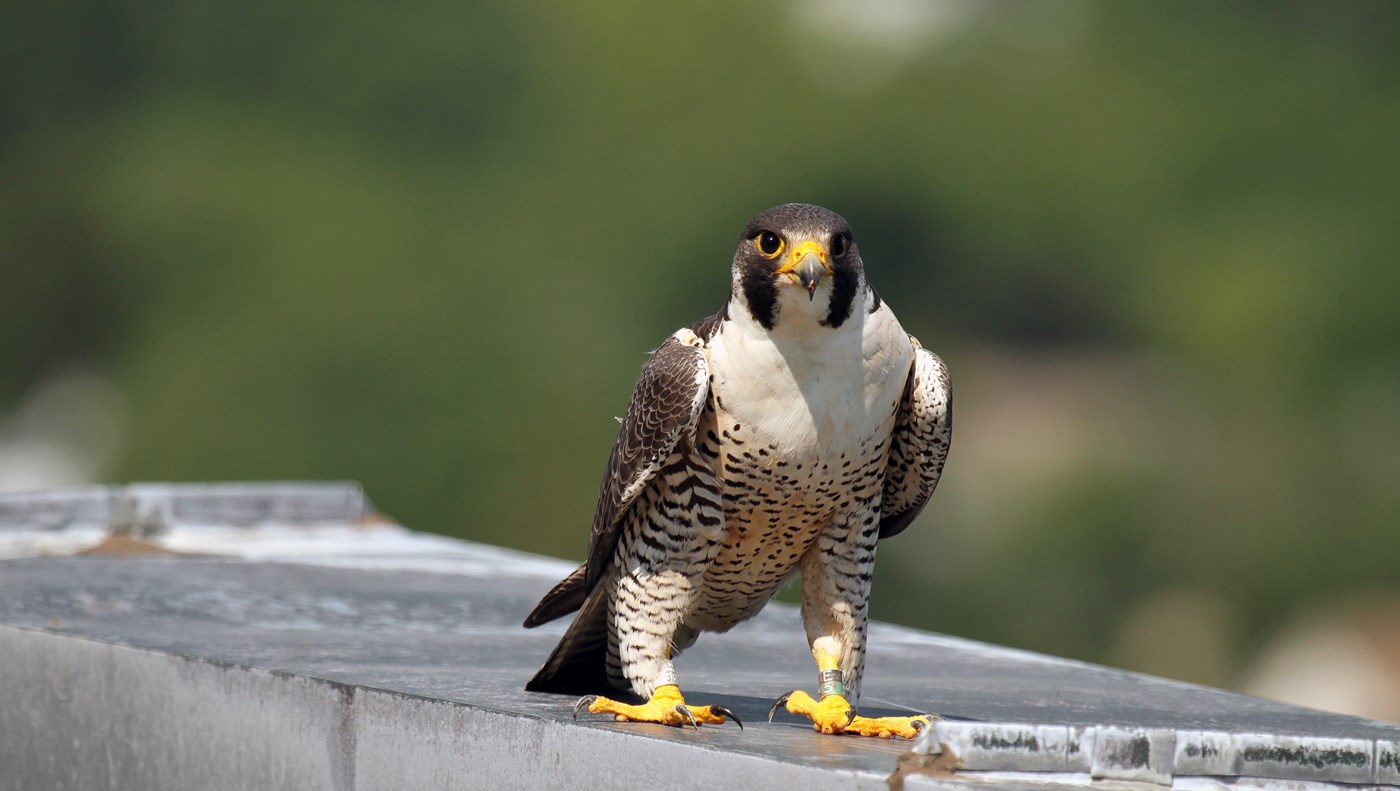 Merri, Umass Lowell's falcon, facing the camera, close up.  