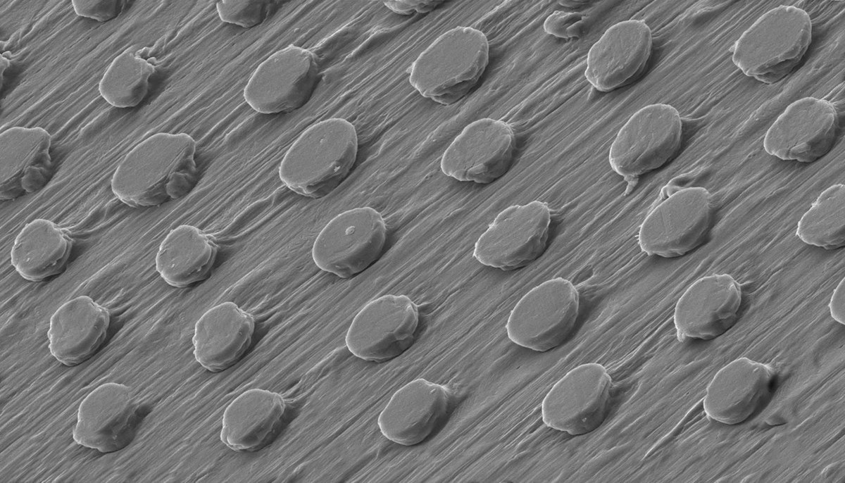 Grey scale image of a nano mushroom.