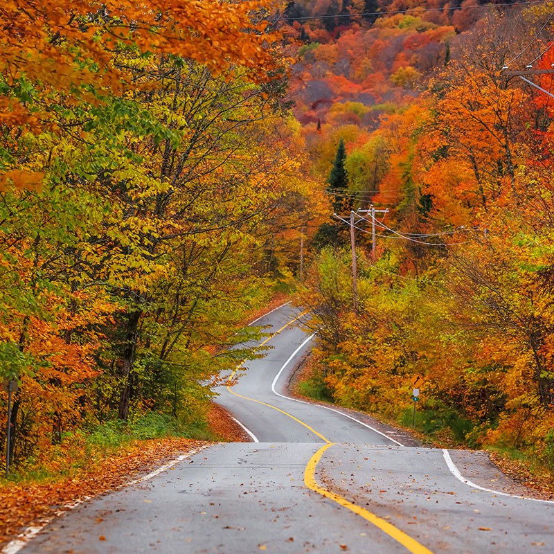 Winding road flanked by trees ablaze with fall foliage