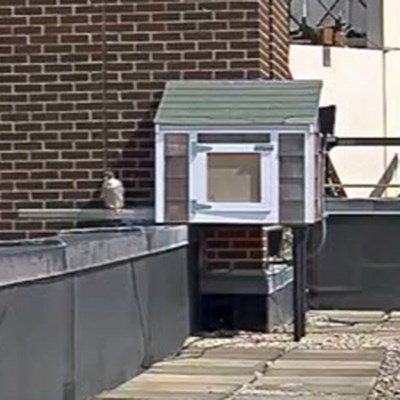 You are watching live video of the university’s resident peregrine falcons - our honorary River Hawks - as they mate, hatch and raise their chicks on top of Fox Hall. The female falcon, Merri, was able to find a new mate after her previous one, Mack, died unexpectedly in June of 2014. 