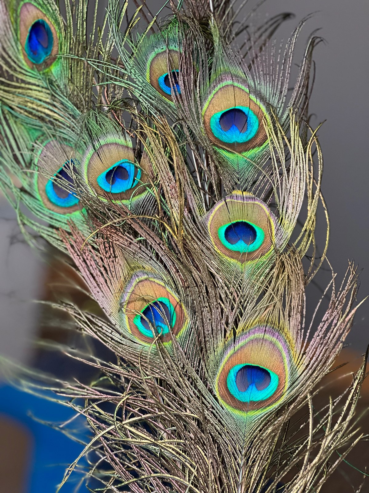 zoomed in image of 8 green peacock feathers with light and dark blue circles in the center