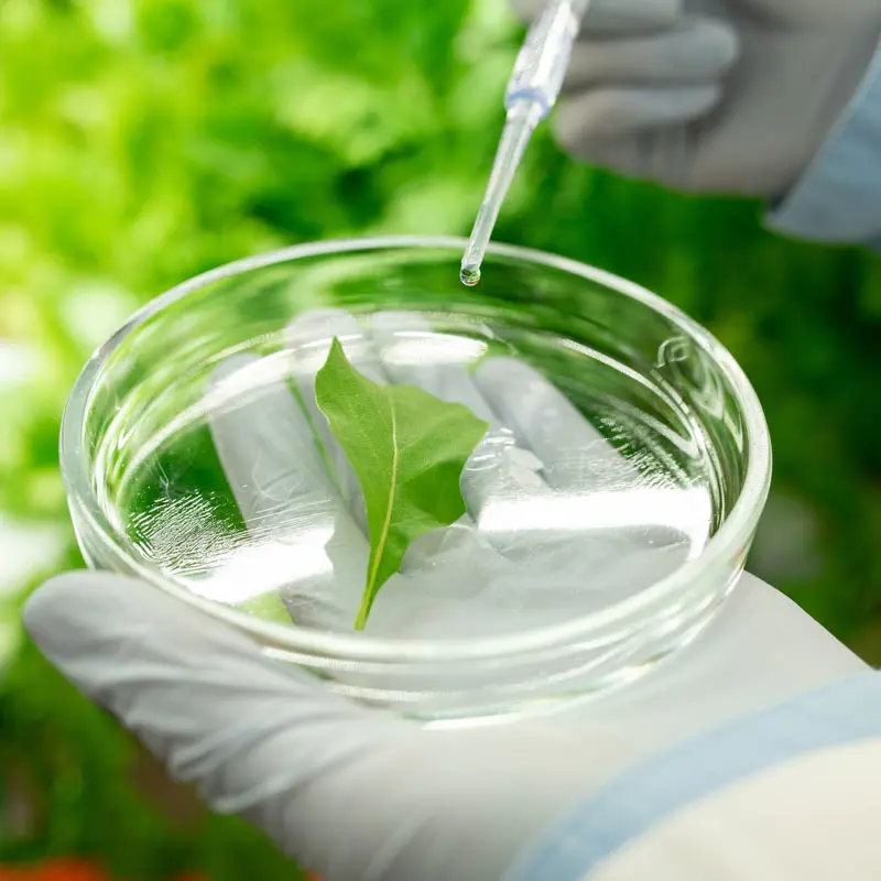 A hand drops liquid from a pipette into a petri dish containing a leaf.