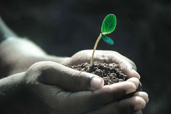 Hands holding dirt with a plant seedling in it