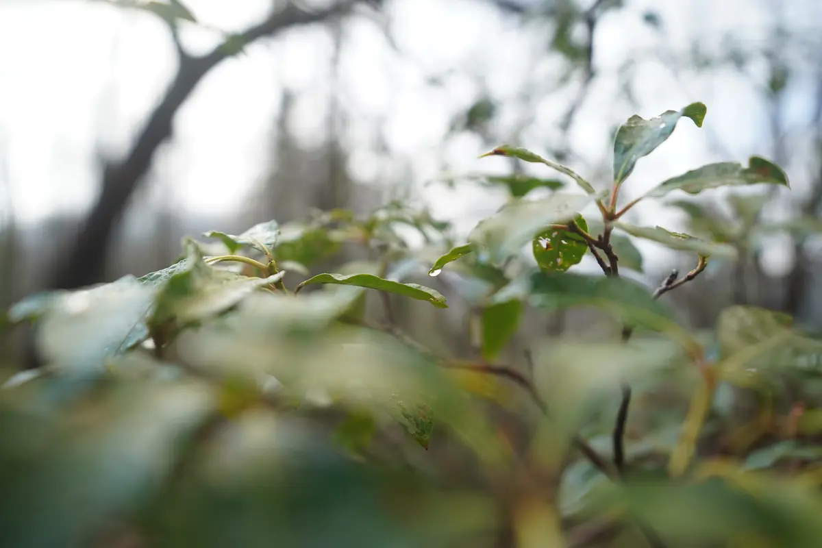 A close up of a rhododendron leaf in front of an unfocused background of trees and sky.