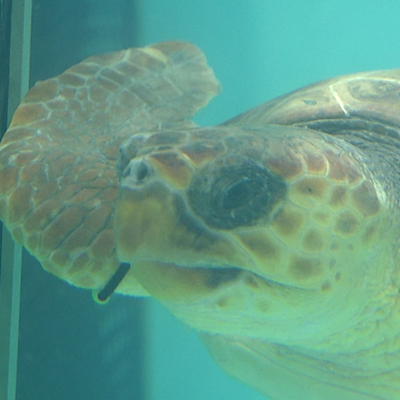 Up close image of a turtle's head and flipper through glass.