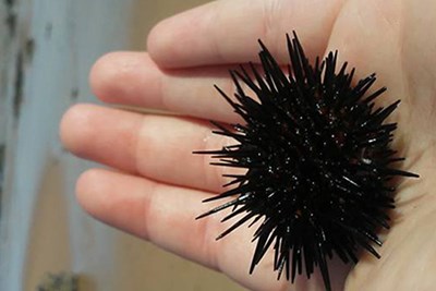 Sea urchin in student's hands