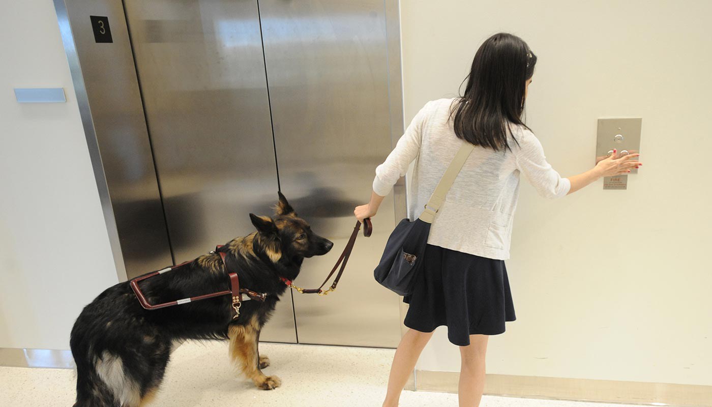 Female student, assisted by service dog, pushes button to call elevator