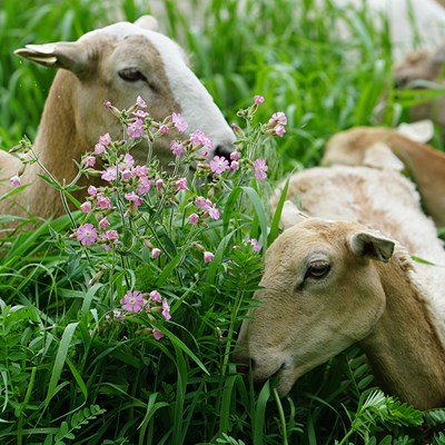 Sheep eat grass and flowers on campus