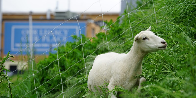 A sheep stands in long, green grass on a hill on UMass Lowell's North campus