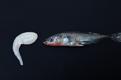 stickleback fish with tapeworm