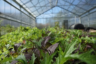 Closeup of leafy greens in greenhouse