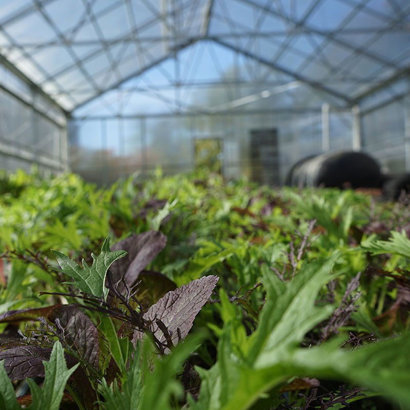 Closeup of leafy greens in greenhouse