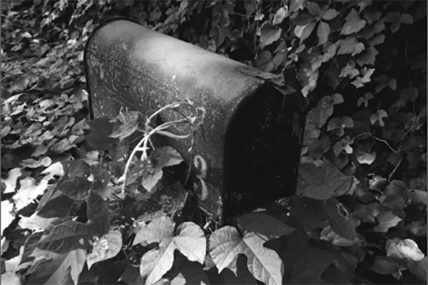 Black and white image of mailbox surrounded by leaves