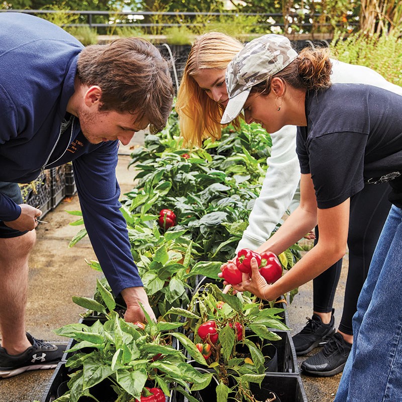 Young man and two young women harvest red peppers from a raised bed